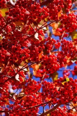 Washington Hawthorn (Crataegus Phaenopyrum) - 1 Gallon Pot