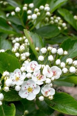 Washington Hawthorn (Crataegus Phaenopyrum) - 1 Gallon Pot -Garden Wisp Sales Store crataegus phaenopyrum washington hawthorne 5