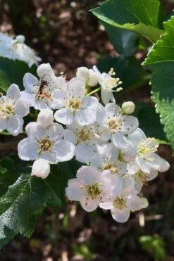 Washington Hawthorn (Crataegus Phaenopyrum) - 1 Gallon Pot -Garden Wisp Sales Store crataegus phaenopyrum washington hawthorne 6