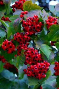 Washington Hawthorn (Crataegus Phaenopyrum) - 1 Gallon Pot -Garden Wisp Sales Store crataegus phaenopyrum washington hawthorne 7