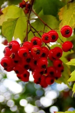 Washington Hawthorn (Crataegus Phaenopyrum) - 1 Gallon Pot -Garden Wisp Sales Store crataegus phaenopyrum washington hawthorne 8