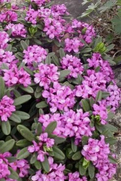 Lawrence Crocker Dwarf Daphne - 2 Gallon Pot -Garden Wisp Sales Store daphne lawrence crocker 3