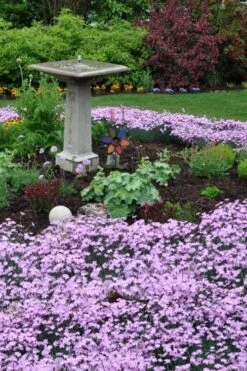 Bath's Pink Dianthus - 5 Pack Of Quart Pots -Garden Wisp Sales Store dianthus baths pink 102