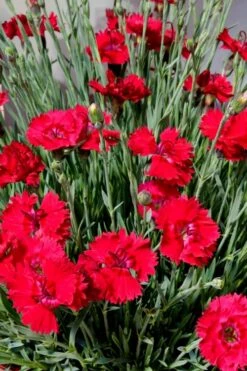 Fire Star Dianthus (Carnation) - 1 Gallon Pot -Garden Wisp Sales Store dianthus fire star 2 1