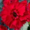 Fire Star Dianthus (Carnation) - 5 Pack Of Quart Pots