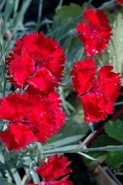 Fire Star Dianthus (Carnation) - 5 Pack Of Quart Pots -Garden Wisp Sales Store dianthus fire star cottage pinks 101