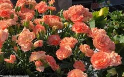 Super Trouper Orange Dianthus (Carnation) - 10 Pack Of Quart Pots -Garden Wisp Sales Store dianthus supertrouper orange 10
