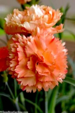 Super Trouper Orange Dianthus (Carnation) - 10 Pack Of Quart Pots -Garden Wisp Sales Store dianthus supertrouper orange 9