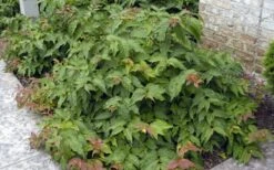 Dwarf Bush Honeysuckle (Diervilla Lonicera) - 1 Gallon Pot -Garden Wisp Sales Store diervilla lonicera dwarf bush honeysuckle 4