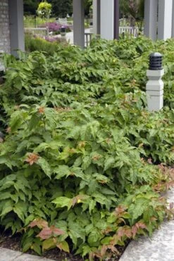 Dwarf Bush Honeysuckle (Diervilla Lonicera) - 1 Gallon Pot -Garden Wisp Sales Store diervilla lonicera dwarf bush honeysuckle 6