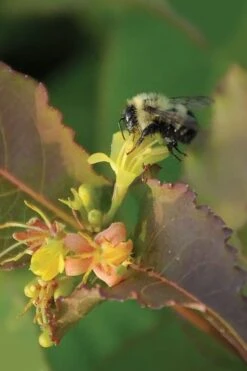 Dwarf Bush Honeysuckle (Diervilla Lonicera) - 1 Gallon Pot -Garden Wisp Sales Store diervilla lonicera dwarf bush honeysuckle 7
