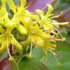 Dwarf Bush Honeysuckle (Diervilla Lonicera) - 1 Gallon Pot