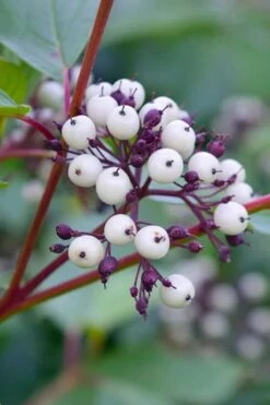 Red Osier Red Twig Dogwood (Cornus Sericea) - 2 Gallon Pot -Garden Wisp Sales Store dogwood red osier 500x750 1