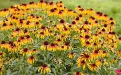 Fiery Meadow Mama Coneflower (Echinacea) - 6 Pack Of 1 Gallon Pots -Garden Wisp Sales Store echinacea fiery meadow mama coneflower 2 1