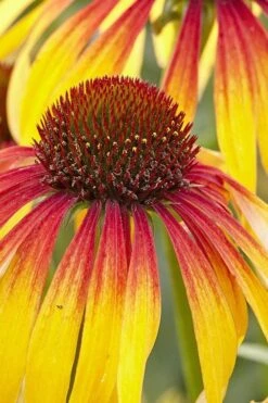 Fiery Meadow Mama Coneflower (Echinacea) - 1 Gallon Pot -Garden Wisp Sales Store echinacea fiery meadow mama coneflower 3