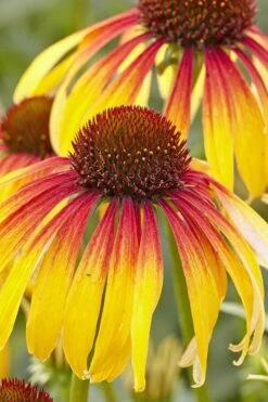 Fiery Meadow Mama Coneflower (Echinacea) - 6 Pack Of 1 Gallon Pots -Garden Wisp Sales Store echinacea fiery meadow mama coneflower 4 1