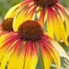 Fiery Meadow Mama Coneflower (Echinacea) - 1 Gallon Pot