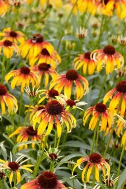 Fiery Meadow Mama Coneflower (Echinacea) - 1 Gallon Pot -Garden Wisp Sales Store echinacea fiery meadow mama coneflower 6