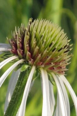 Hula Dancer Coneflower (Echinacea Pallida) - 1 Gallon Pot -Garden Wisp Sales Store echinacea pallida hula dancer coneflower 2