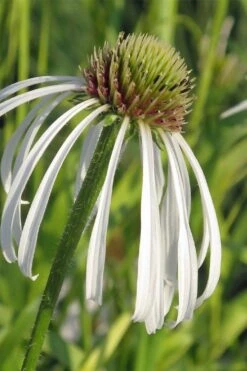 Hula Dancer Coneflower (Echinacea Pallida) - 1 Gallon Pot -Garden Wisp Sales Store echinacea pallida hula dancer coneflower 3