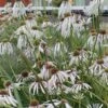 Hula Dancer Coneflower (Echinacea Pallida) - 1 Gallon Pot