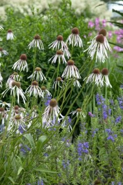 Hula Dancer Coneflower (Echinacea Pallida) - 1 Gallon Pot -Garden Wisp Sales Store echinacea pallida hula dancer coneflower 8