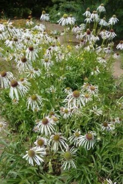 Hula Dancer Coneflower (Echinacea Pallida) - 1 Gallon Pot -Garden Wisp Sales Store echinacea pallida hula dancer coneflower 9