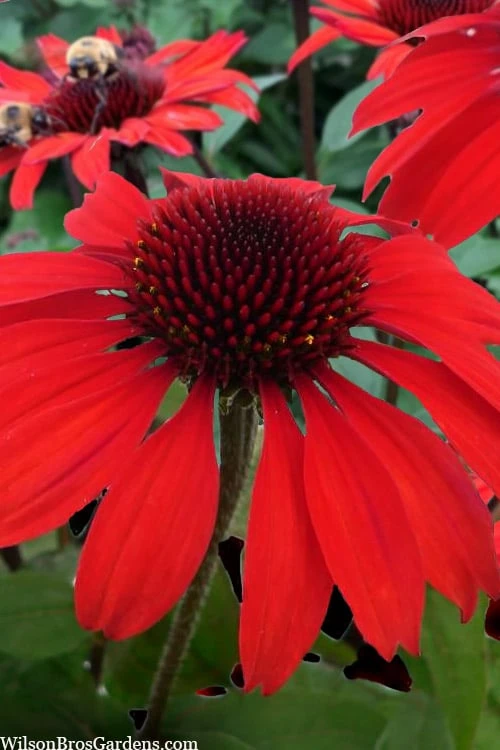 Panama Red Coneflower (Echinacea) - 5 Pack Of Quart Pots 1 Panama Red Coneflower (Echinacea) - 5 Pack Of Quart Pots
