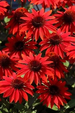 Panama Red Coneflower (Echinacea) - 5 Pack Of Quart Pots 9 Panama Red Coneflower (Echinacea) - 5 Pack Of Quart Pots -Garden Wisp Sales Store echinacea panama red coneflower 2
