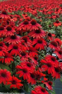 Panama Red Coneflower (Echinacea) - 5 Pack Of Quart Pots 8 Panama Red Coneflower (Echinacea) - 5 Pack Of Quart Pots -Garden Wisp Sales Store echinacea panama red coneflower 3