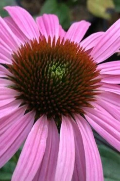 Prairie Splendor Coneflower (Echinacea) - 5 Pack Of Quart Pots -Garden Wisp Sales Store echinacea purpurea prairie splender coneflower 1