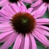 Prairie Splendor Coneflower (Echinacea) - 5 Pack Of Quart Pots