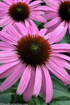 Prairie Splendor Coneflower (Echinacea) - 5 Pack Of Quart Pots
