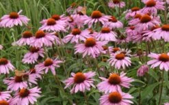 Prairie Splendor Coneflower (Echinacea) - 5 Pack Of Quart Pots -Garden Wisp Sales Store echinacea purpurea prairie splender coneflower 3
