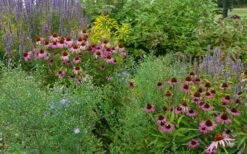 Purple Coneflower (Echinacea) - 1 Gallon Pot -Garden Wisp Sales Store echinacea purpurea purple coneflower 23
