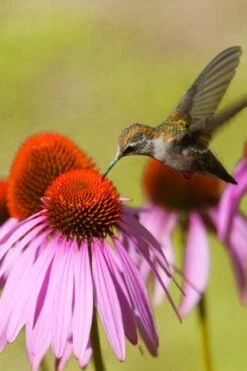 Purple Coneflower (Echinacea) - 1 Gallon Pot -Garden Wisp Sales Store echinacea purpurea purple coneflower 28