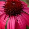 Sombrero Baja Burgundy Coneflower (Echinacea) - 6-Pack Of 1 Gallon Pots