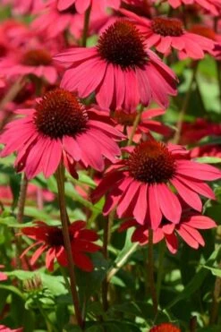 Sombrero Baja Burgundy Coneflower (Echinacea) - 6-Pack Of 1 Gallon Pots -Garden Wisp Sales Store echinacea sombrero baja burgundy coneflower 12