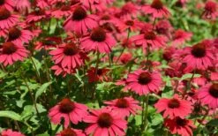 Sombrero Baja Burgundy Coneflower (Echinacea) - 6-Pack Of 1 Gallon Pots -Garden Wisp Sales Store echinacea sombrero baja burgundy coneflower 13
