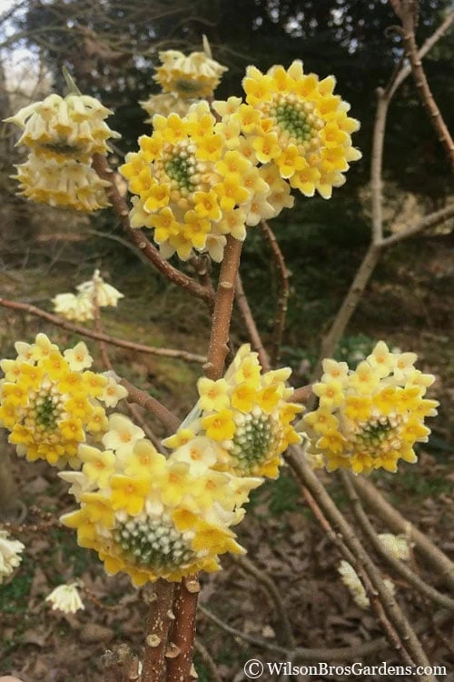 Edgeworthia Chrysantha Paper Bush - 7 Gallon Pot 4 Edgeworthia Chrysantha Paper Bush - 7 Gallon Pot - Image 4