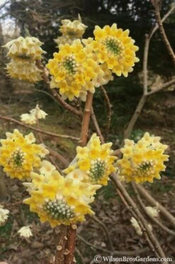 Edgeworthia Chrysantha - Paper Bush - 1 Gallon Pot -Garden Wisp Sales Store edgeworthia chrysantha 200