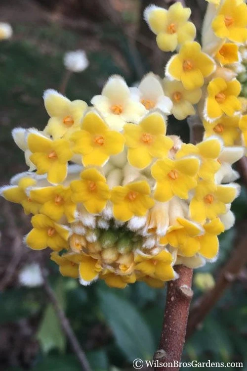 Edgeworthia Chrysantha Paper Bush - 7 Gallon Pot 1 Edgeworthia Chrysantha Paper Bush - 7 Gallon Pot