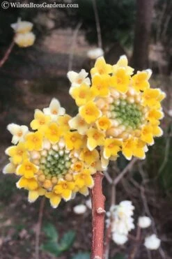 Edgeworthia Chrysantha - Paper Bush - 1 Gallon Pot -Garden Wisp Sales Store edgeworthia chrysantha 202
