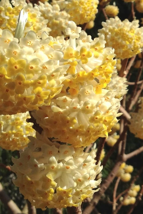 Snow Cream Edgeworthia Paper Bush - 5 Gallon 1 Snow Cream Edgeworthia Paper Bush - 5 Gallon