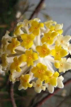 Snow Cream Edgeworthia Paper Bush - 5 Gallon 11 Snow Cream Edgeworthia Paper Bush - 5 Gallon -Garden Wisp Sales Store edgeworthia snow cream 10