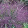 Purple Lovegrass (Eragrostis Spectabilis) - 1 Gallon Pot