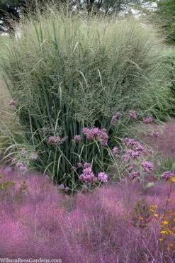 Purple Lovegrass (Eragrostis Spectabilis) - 1 Gallon Pot -Garden Wisp Sales Store eragrostis spectabilis purple lovegrass 6