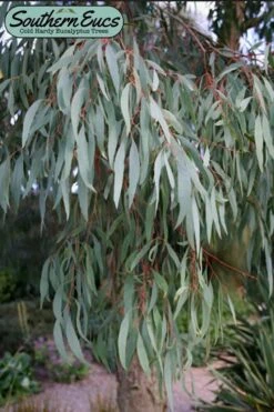 Angus Cold Hardy Eucalyptus Tree (Eucalyptus Nicholii) - 5 Gallon Pot
