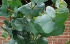Big O Cold Hardy Eucalyptus Tree (Eucalyptus Neglecta) - 1 Gallon Pot -Garden Wisp Sales Store eucalyptus bigo leaves 5