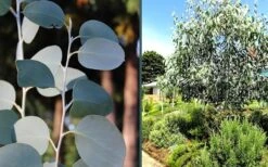 Mappa Tassie Cold Hardy Eucalyptus Tree (Eucalyptus Pauciflora) - 3 Quart Pot 10 Mappa Tassie Cold Hardy Eucalyptus Tree (Eucalyptus Pauciflora) - 3 Quart Pot -Garden Wisp Sales Store eucalyptus mappa tassie combo 1